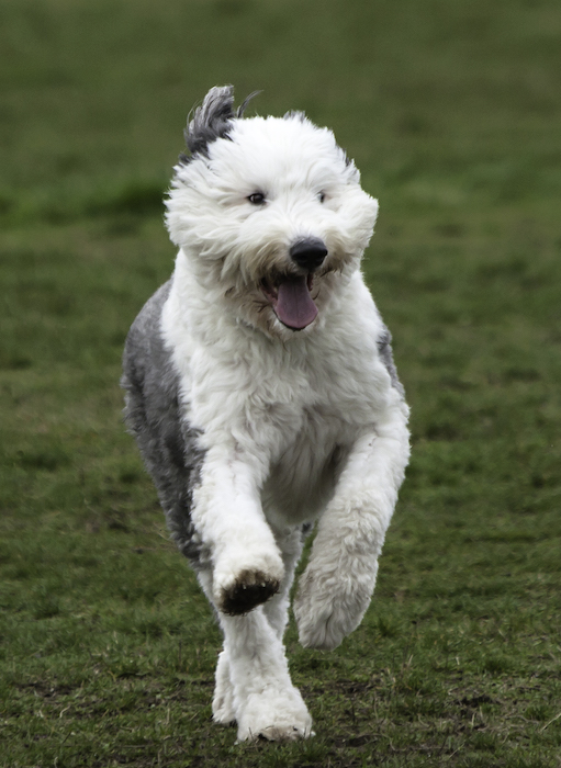 Dog running