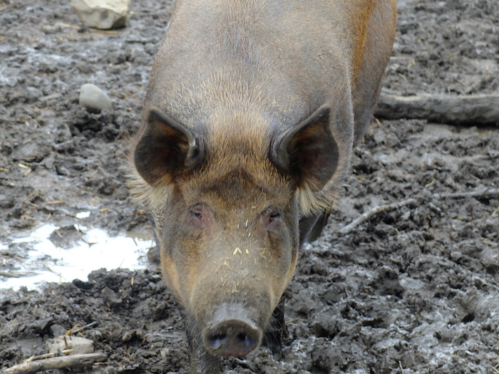 Pig in mud at Bede's World