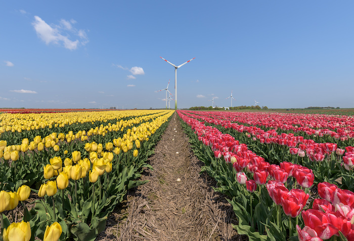 Field of tulips