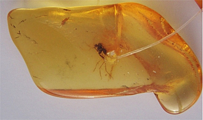 insect trapped in amber
